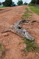 Dead Caiman  skeleton in South Pantanal, Brazil