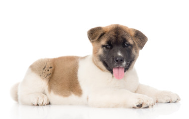 akita inu puppy dog lyiing in profile and looking at camera. iso