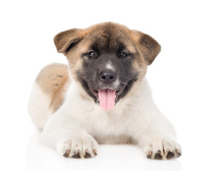 akita inu puppy dog lyiing in front and looking at camera. isola