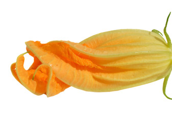 Yellow courgette blossoms