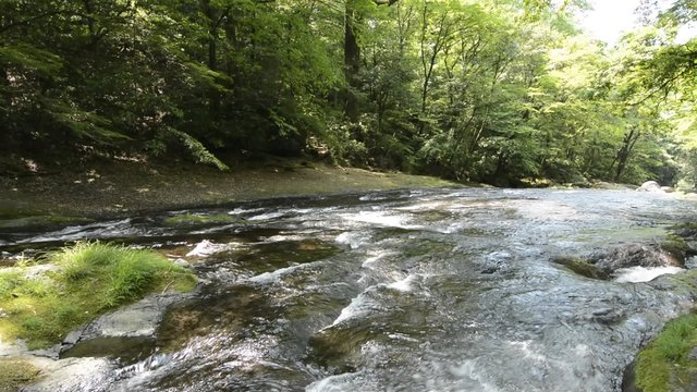 菊池渓谷の清流と新緑の森