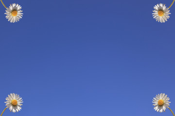 Vier Gänseblümchen in den Ecken am Himmel
