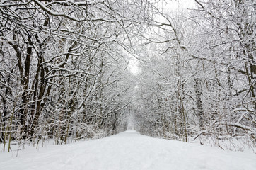 Trees covered by snow