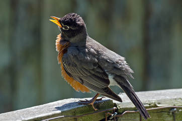 American Robin