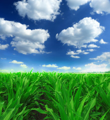 Obraz premium green, maturing corn