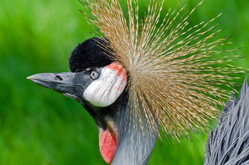 Fototapeta premium Crowned Crane