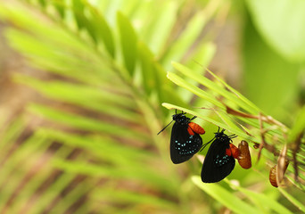 Obraz premium Two new Atala butterflies emerging from their chrysalis on a coontie plant