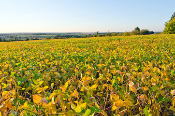 Field of soybeans