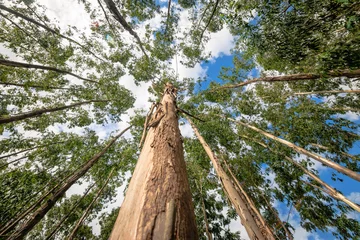 Fototapete Bäume Eukalyptusbaum gegen Himmel mit Sonnenlicht