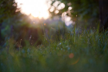 grass with dew drops