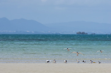 沖縄県　うるま市の海岸にいたアジサシ