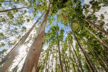 Printed kitchen splashbacks Trees Eucalyptus tree against sky with the sun light