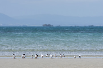 沖縄県　うるま市の海岸にいたアジサシ