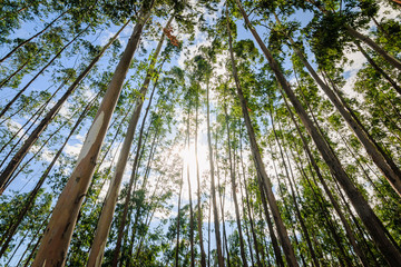 Eucalyptusboom tegen hemel met het zonlicht