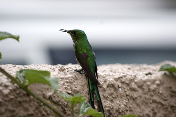 Colibrí de cola larga (Lesbia nuna)