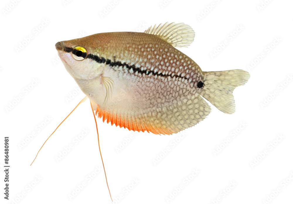 Wall mural pearl gourami trichopodus leerii freshwater aquarium fish