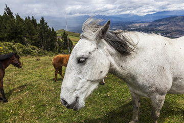 Obraz na płótnie Canvas Horses grazing on the heights of the mountains of Ecuador