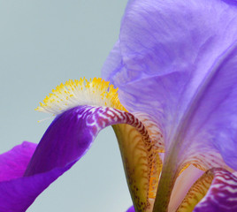 Iris flower