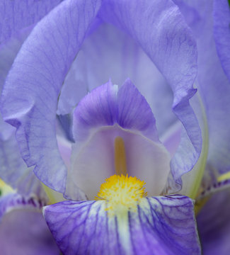 Iris flower