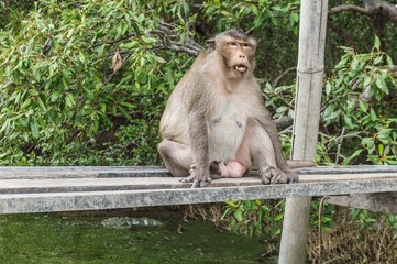 Male long-tailed macaque or  crab-eating macaque sitting on the wooden bridge