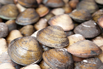 Stacked fresh raw clams.