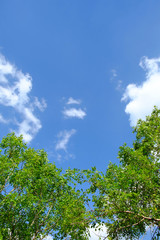 White clouds surrounded trees against a beautiful clear sky