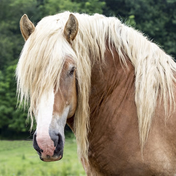 Draft horse head square
