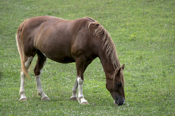 Fototapeta premium Mare grazing