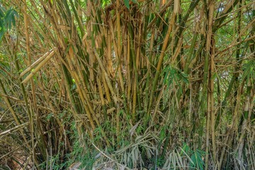 Natural bamboo background