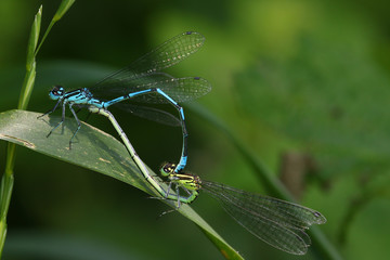 Damselflies mating on a leaf