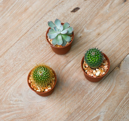 Cactus decorated on the table wood