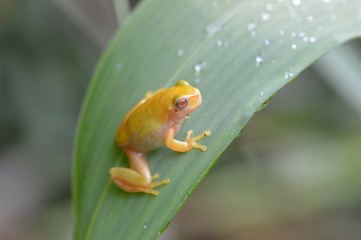 金色の蛙