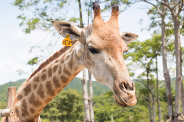 giraffe on a farm in Thailand 
