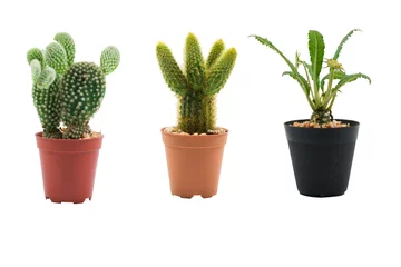 Photo sur Plexiglas Cactus en pot Cactus isolé sur fond blanc