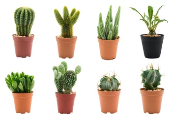 Foto op Plexiglas Cactus in pot Cactus geïsoleerd op witte achtergrond