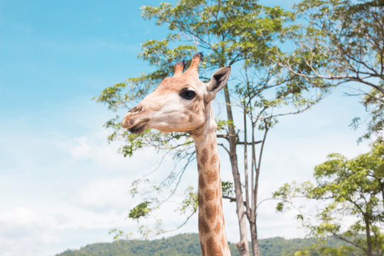 giraffe on a farm in Thailand 
