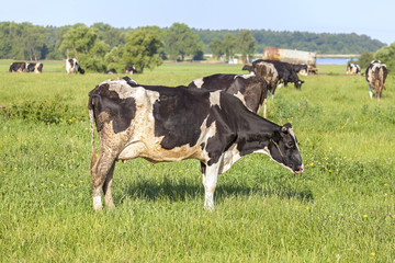 Grazing cows on a green summer meadow.