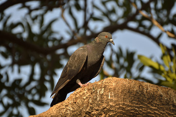 Pigeon in twilight time