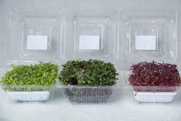 Garden cress organic sprouting seedlings
