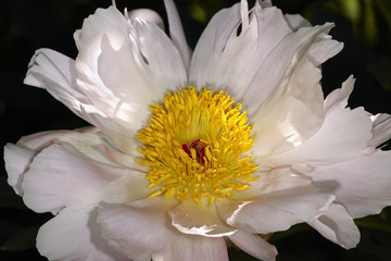 Peony bud closeup