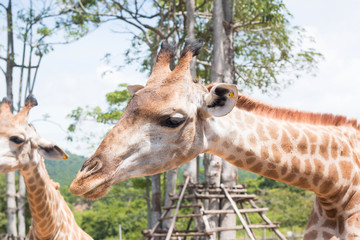 giraffe on a farm in Thailand 
