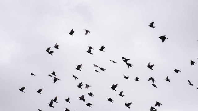 Flock of Birds Circling in the Sky