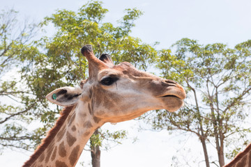 giraffe on a farm in Thailand 
