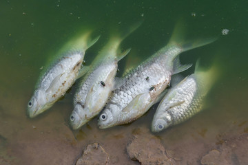 Dead fish floated in the green waste water.
