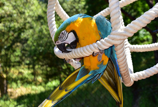 Blue and Gold Macaw playing