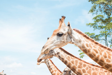 giraffe on a farm in Thailand 
