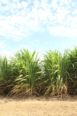 sugarcane