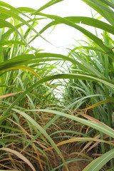 Obraz na płótnie Canvas space of between sugarcane row