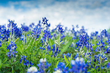 Obraz premium Texas Blue Bonnets