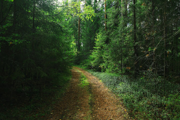 Fototapeta premium Summer dense forest landscape